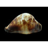 thersites 97,2mm GIANT