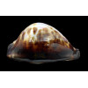 thersites 97,2mm GIANT