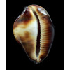thersites 97,2mm GIANT