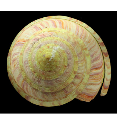 rumphi 110,0mm