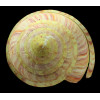 rumphi 110,0mm