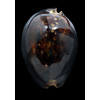 mauritiana 109,9mm GIANT
