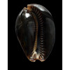 mauritiana 109,9mm GIANT
