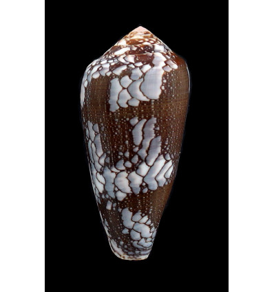 pennaceus praelatus 60,6mm