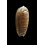 rufula 35,0mm BIG