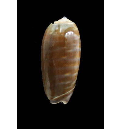 rufula 35,0mm BIG