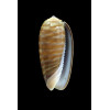 rufula 35,0mm BIG