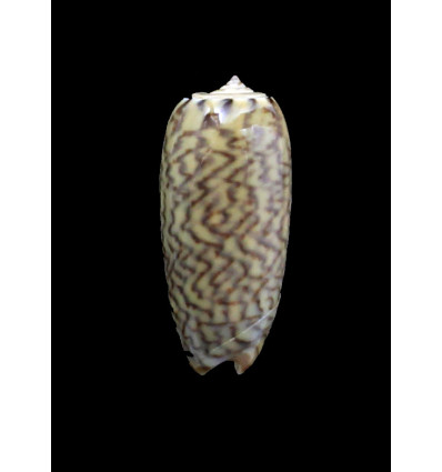 virgata 32,0mm