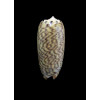 virgata 32,0mm
