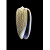 virgata 32,0mm