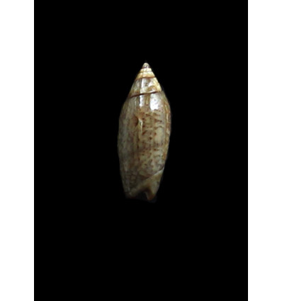 ouini 17,0mm