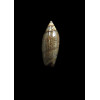 ouini 17,0mm