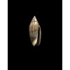 ouini 17,0mm