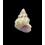 roseobasis 20,7mm