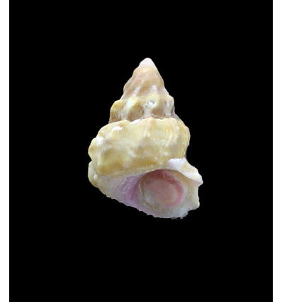roseobasis 20,7mm