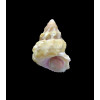 roseobasis 20,7mm