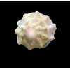 roseobasis 20,7mm