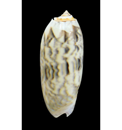 miniacea 83,5mm FIDJI