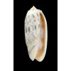 miniacea 83,5mm FIDJI