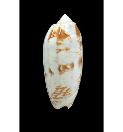 miniacea 78,0mm FIDJI