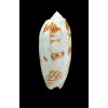 miniacea 78,0mm FIDJI