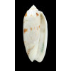 miniacea 78,0mm FIDJI