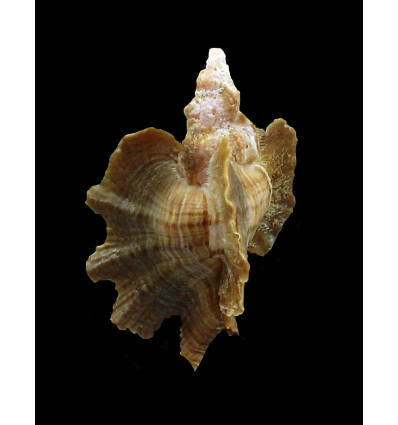 macropterus 54,0mm