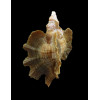 macropterus 54,0mm