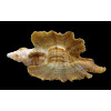 macropterus 54,0mm