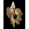 macropterus 54,0mm