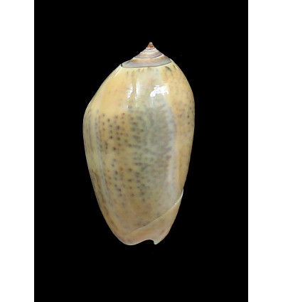 incrassata burchora 48,0mm
