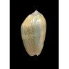 incrassata burchora 48,0mm