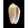 incrassata burchora 48,0mm