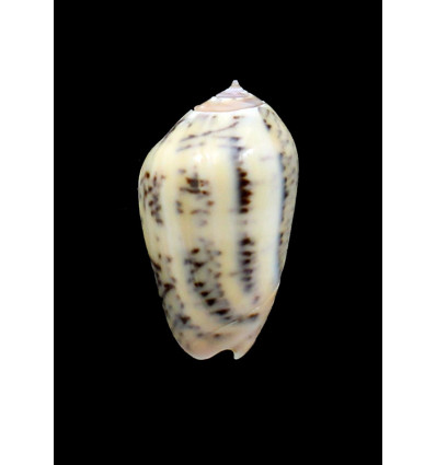 incrassata burchora 41,0mm