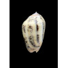 incrassata burchora 41,0mm