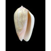 incrassata burchora 41,0mm
