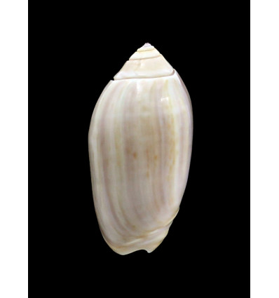 peruviana livida 48,0mm BIG