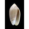peruviana livida 48,0mm BIG