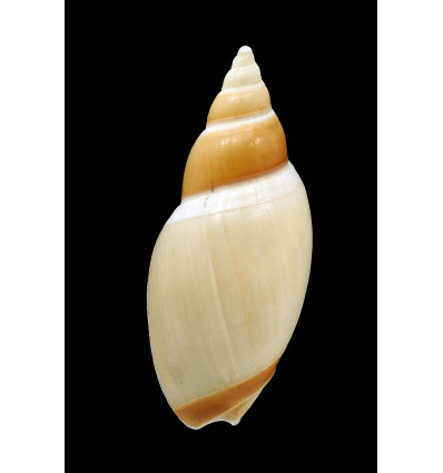 velesiana 77,0mm