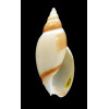 velesiana 77,0mm