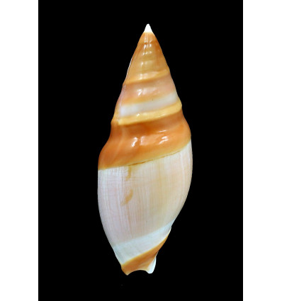 hilgendorfi herlaari 83,0mm