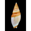 hilgendorfi herlaari 83,0mm