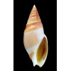 hilgendorfi herlaari 83,0mm