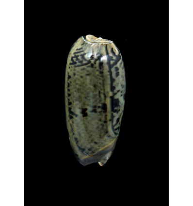vidua fulminans 50,0mm