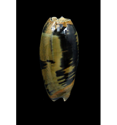 vidua fulminans 50,0mm