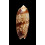 miniacea sylvia 76,0mm