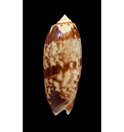 miniacea sylvia 76,0mm