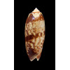 miniacea sylvia 76,0mm