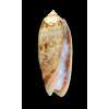 miniacea sylvia 76,0mm