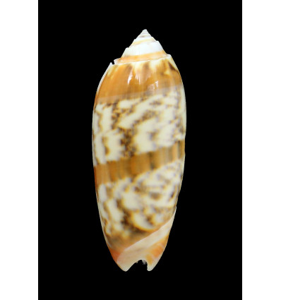 miniacea sylvia 77,0mm
